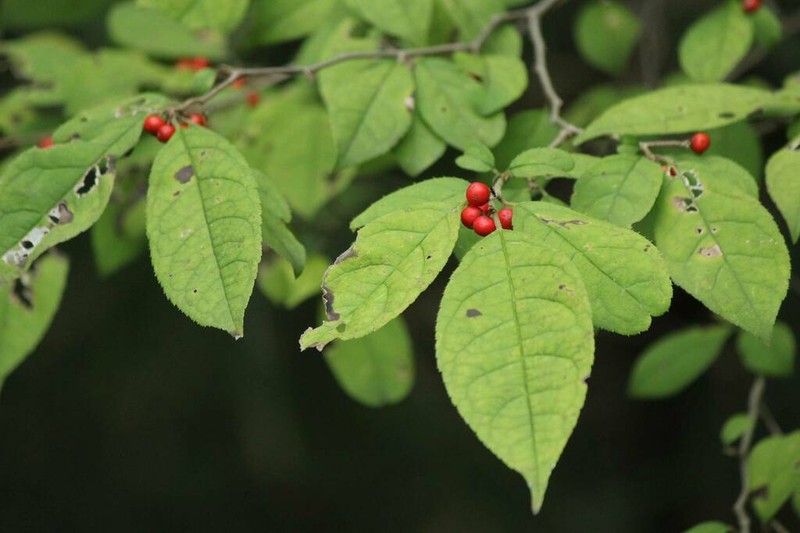 Ilex serrata photo 3