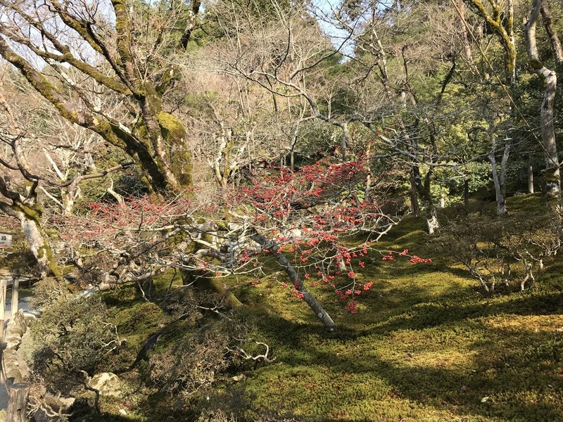 Ilex serrata photo 4