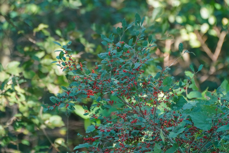Ilex serrata photo 5