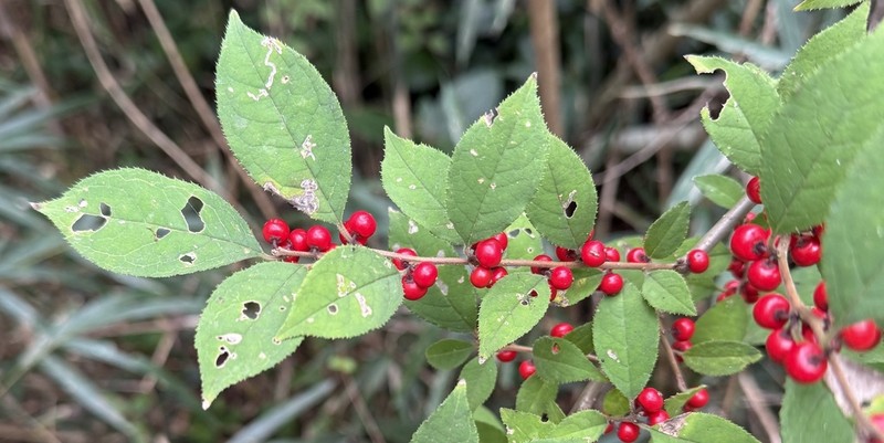 Ilex serrata photo 6