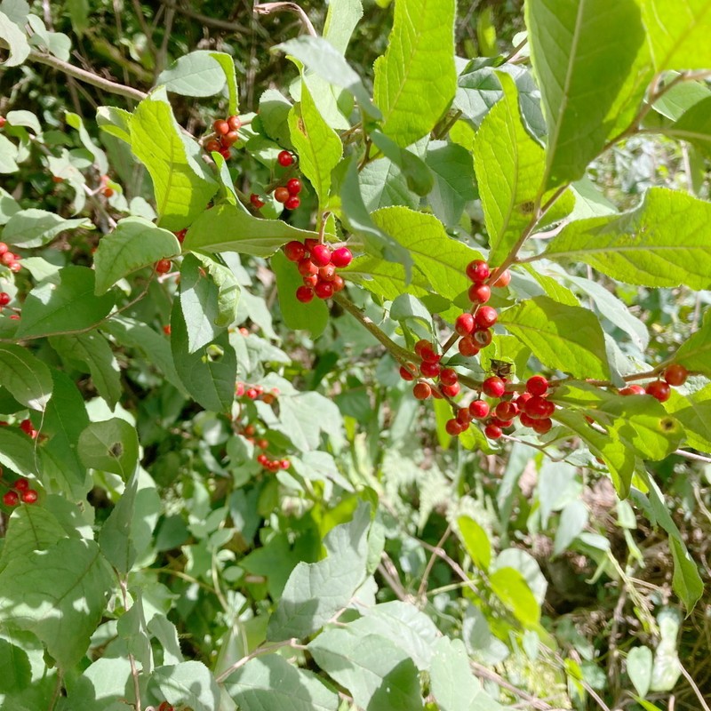 Ilex serrata photo 7