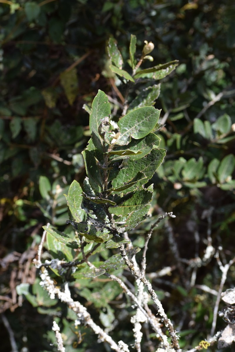Ilex sessiliflora