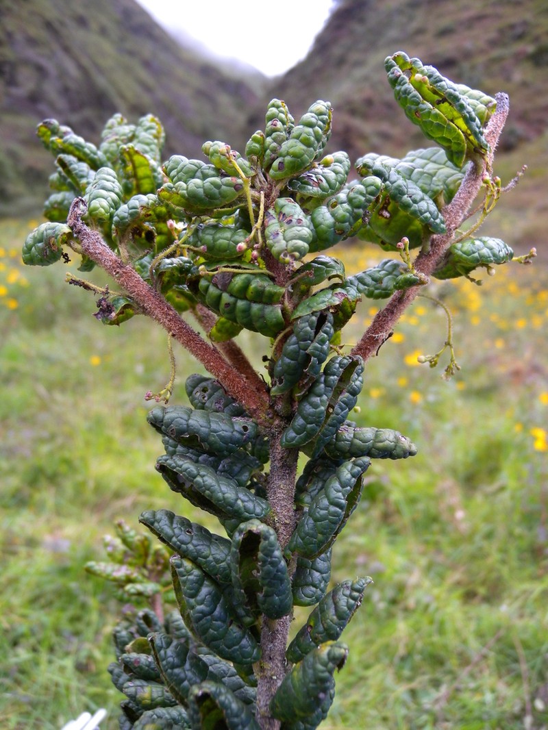 Ilex sessiliflora photo 2