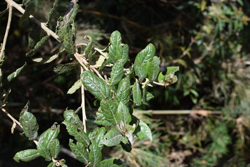 Ilex sessiliflora photo 3