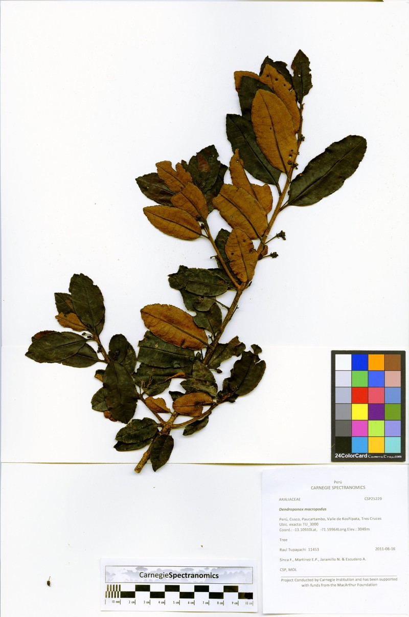 Ilex sessiliflora photo 4