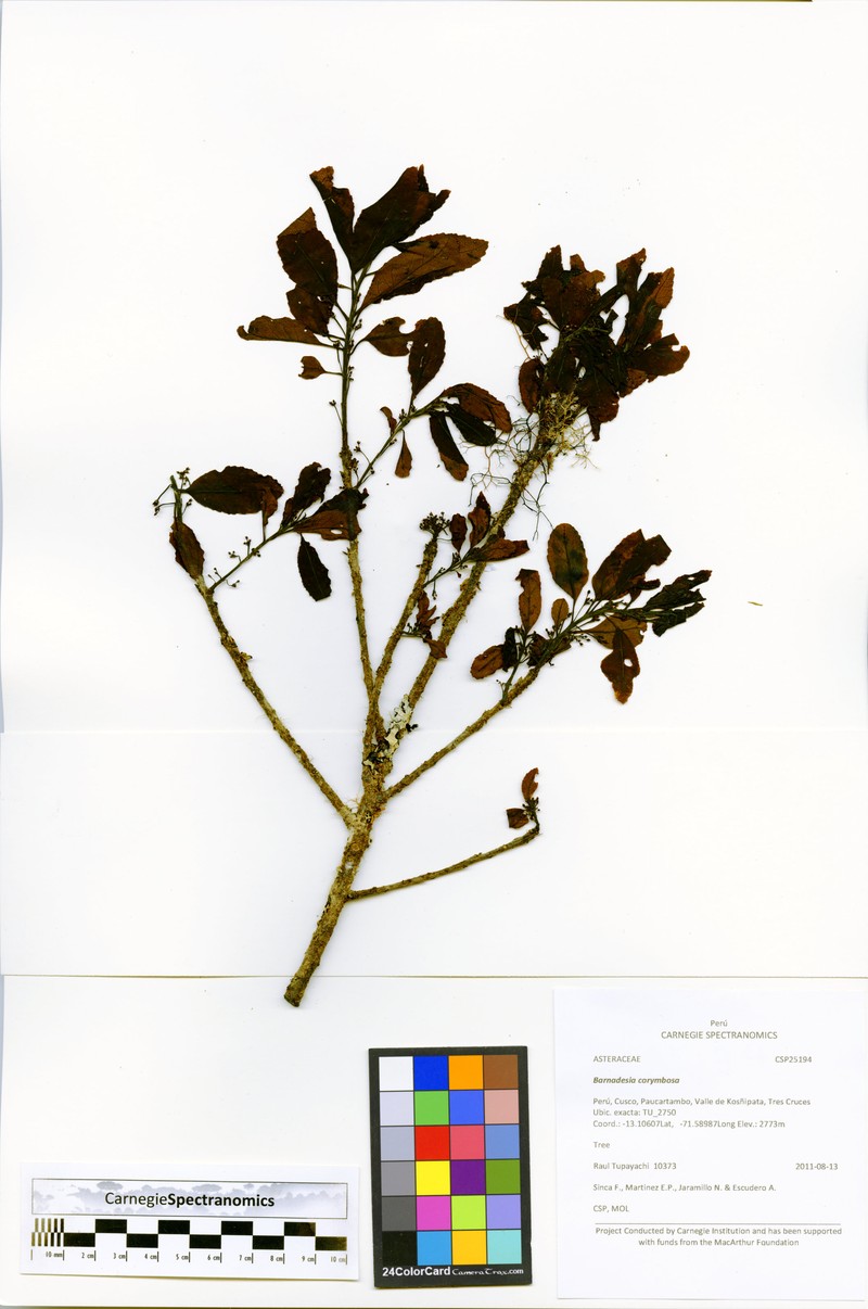 Ilex sessiliflora photo 5