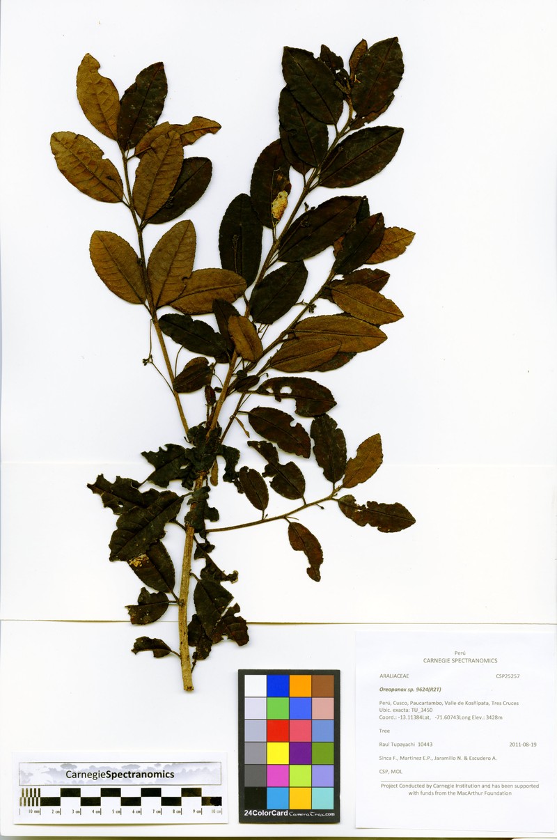 Ilex sessiliflora photo 6