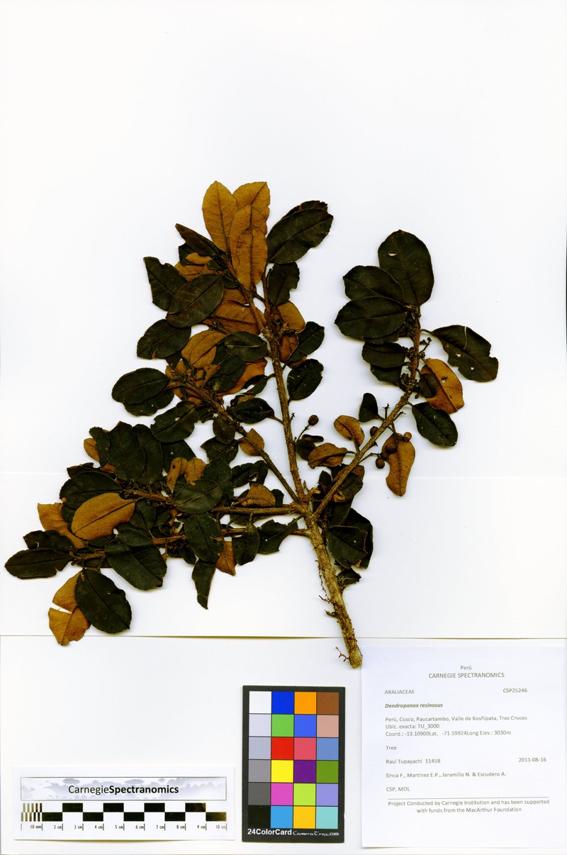Ilex sessiliflora photo 7