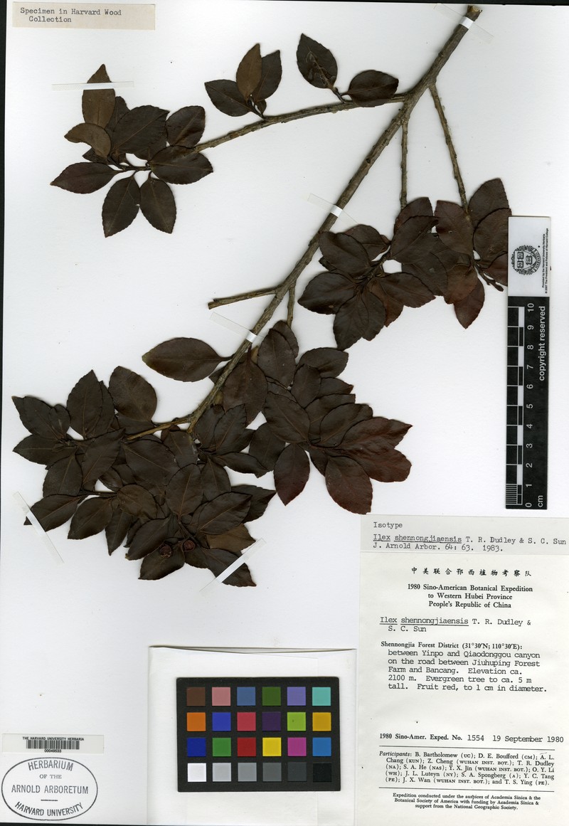 Ilex shennongjiaensis