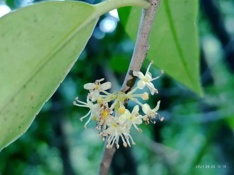 Ilex shukunii