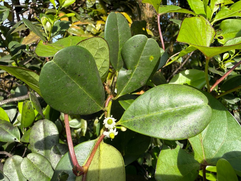 Gongolin photo 3