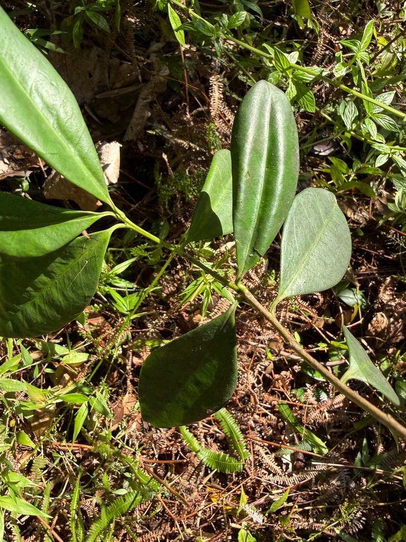 Gongolin photo 6
