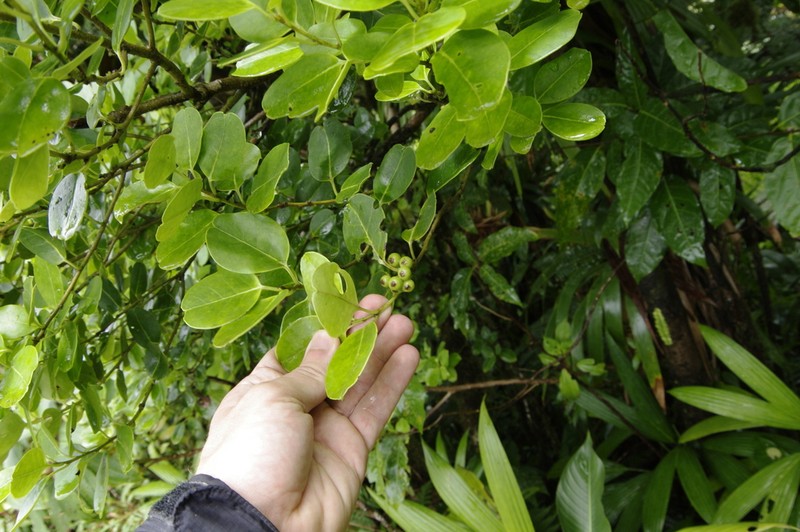 Gongolin photo 8