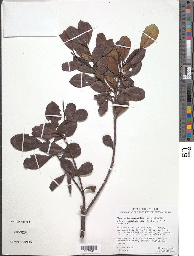Ilex sideroxyloides subsp. occidentalis photo 6
