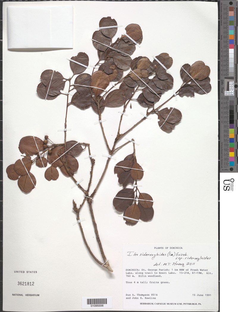 Ilex sideroxyloides subsp. sideroxyloides