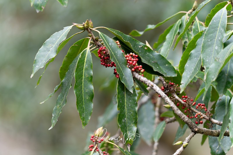 Ilex sikkimensis