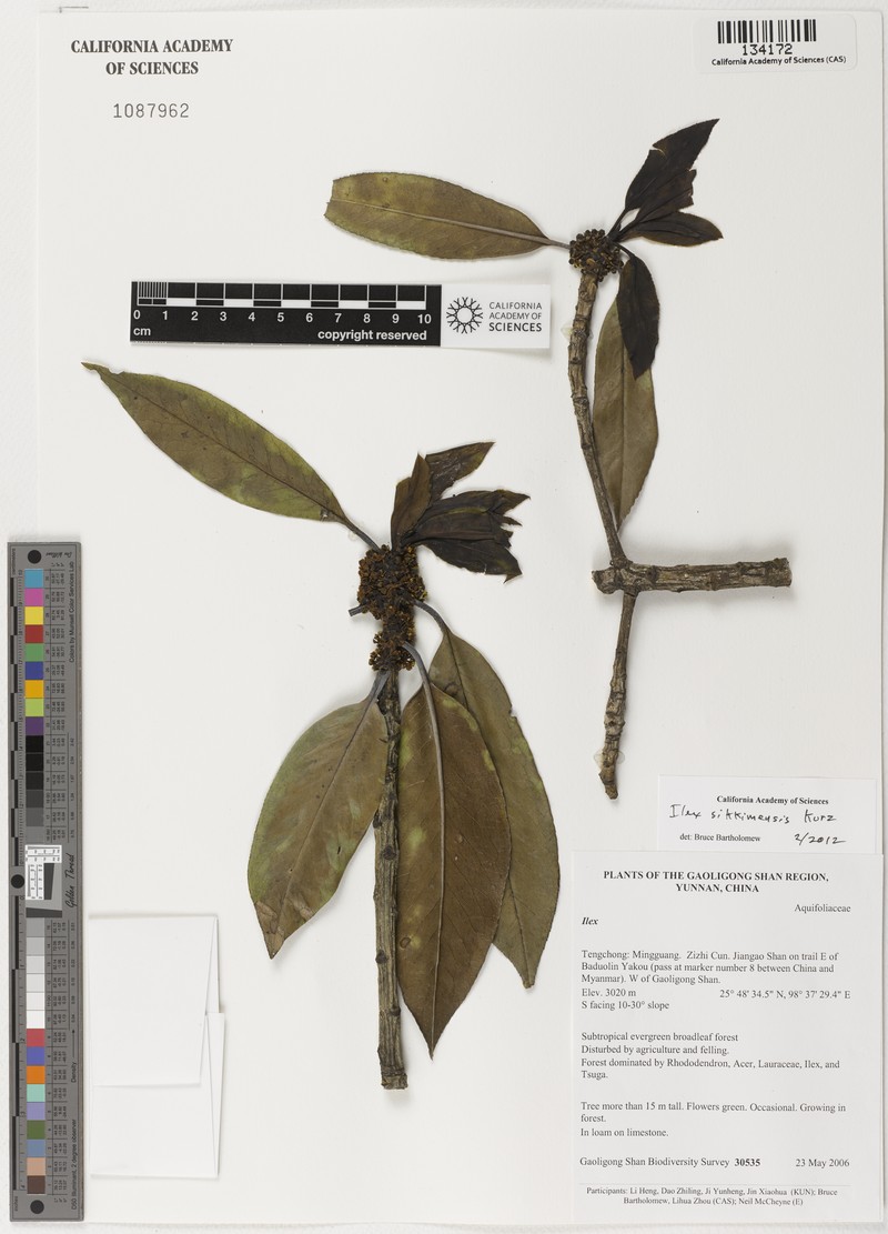 Ilex sikkimensis photo 2