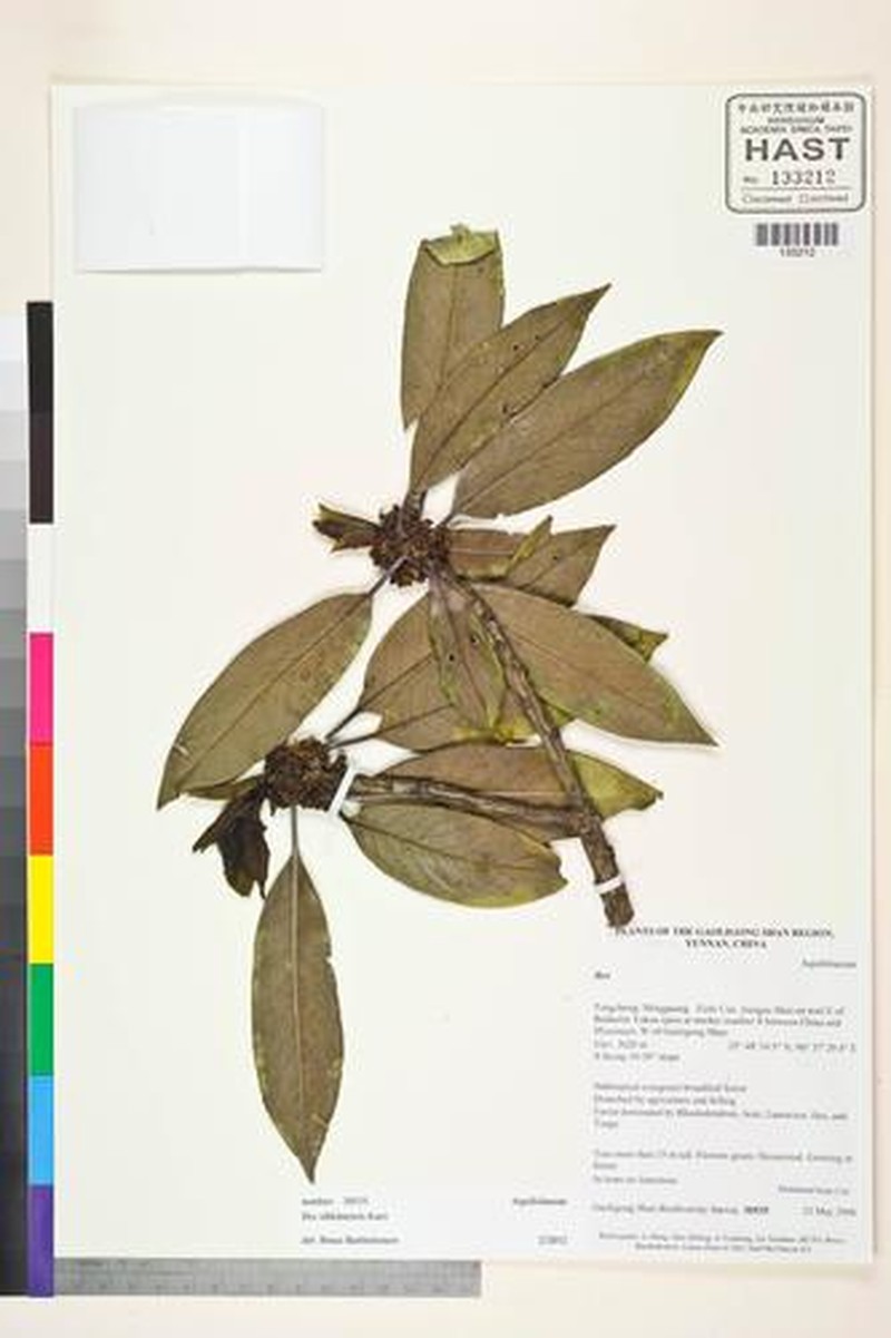 Ilex sikkimensis photo 3