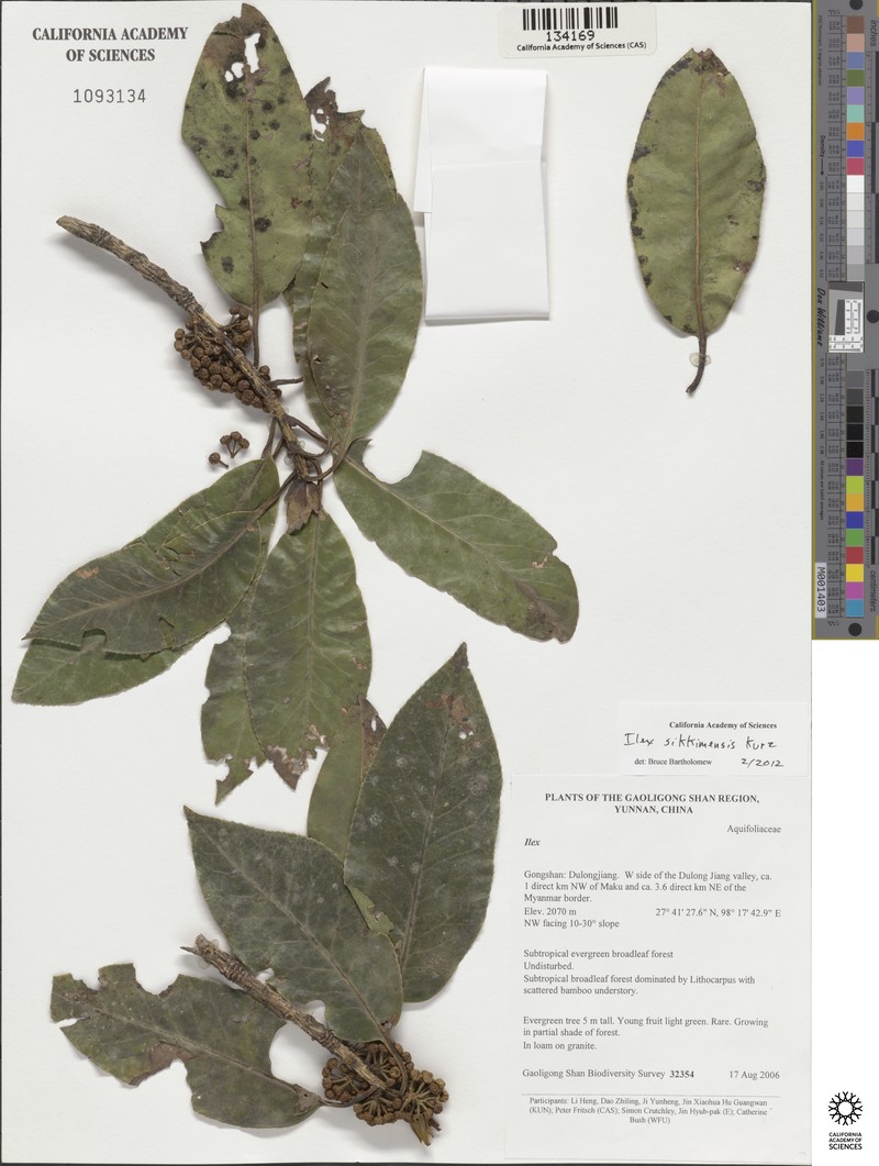 Ilex sikkimensis photo 4