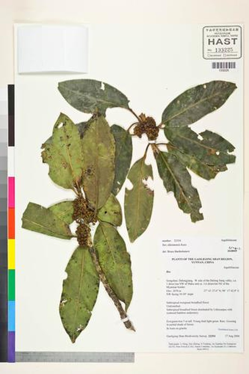 Ilex sikkimensis photo 5