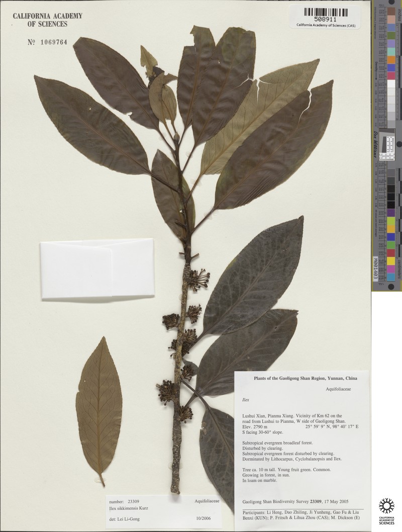 Ilex sikkimensis photo 6