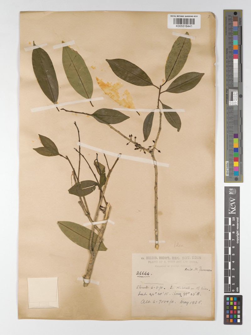 Ilex sinica