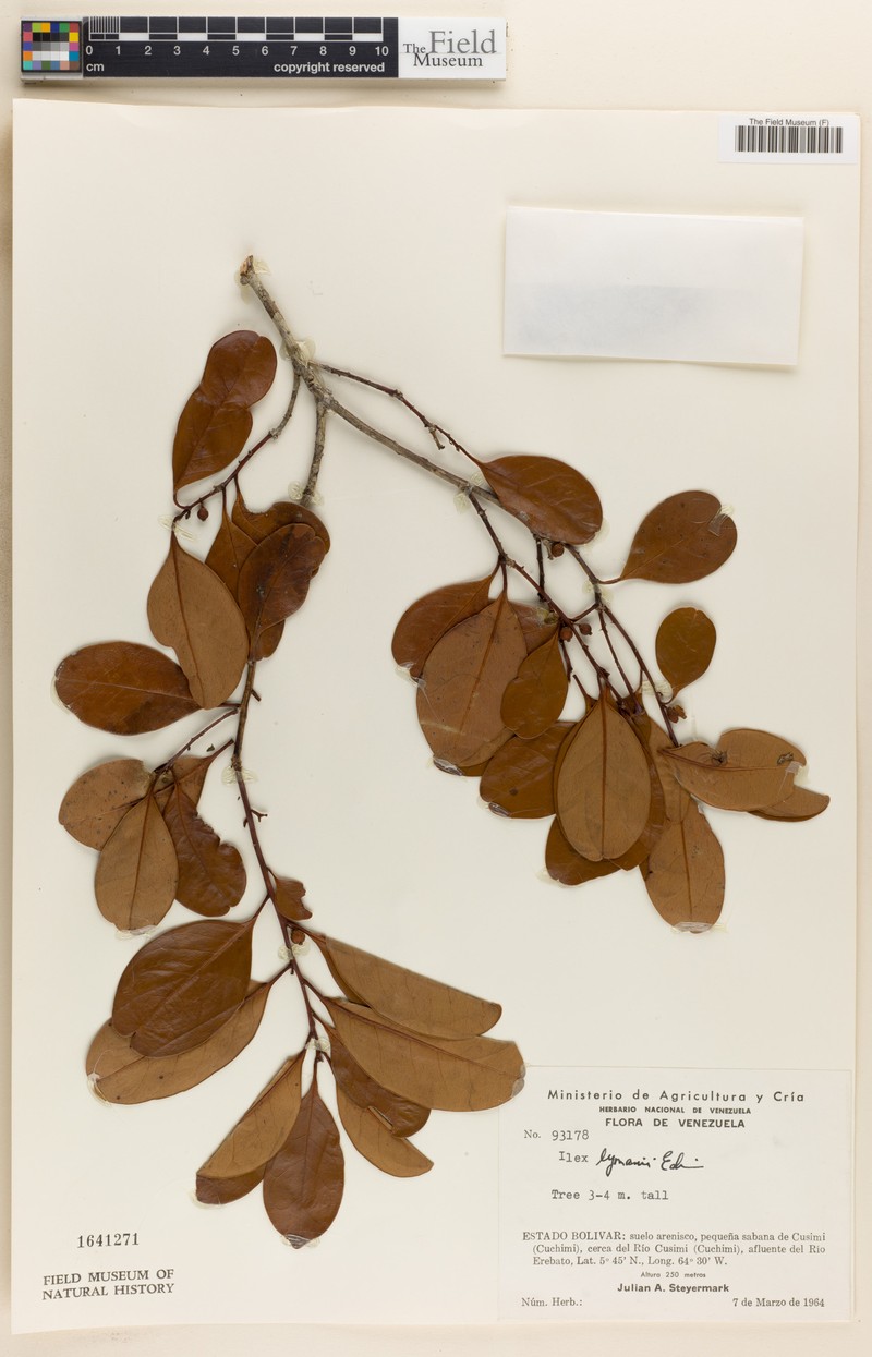 Ilex sipapoana