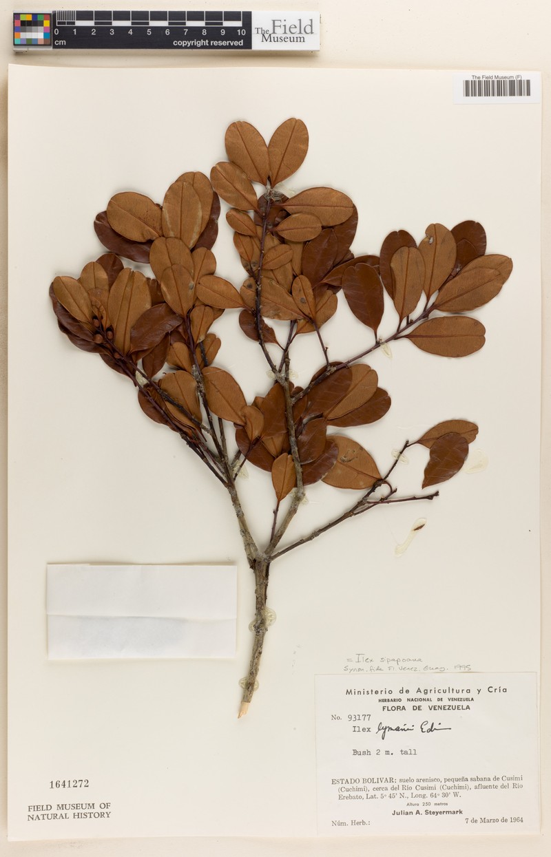Ilex sipapoana photo 2