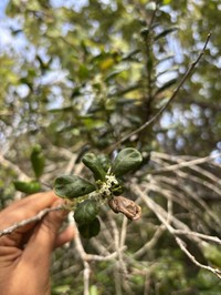Ilex socorroensis