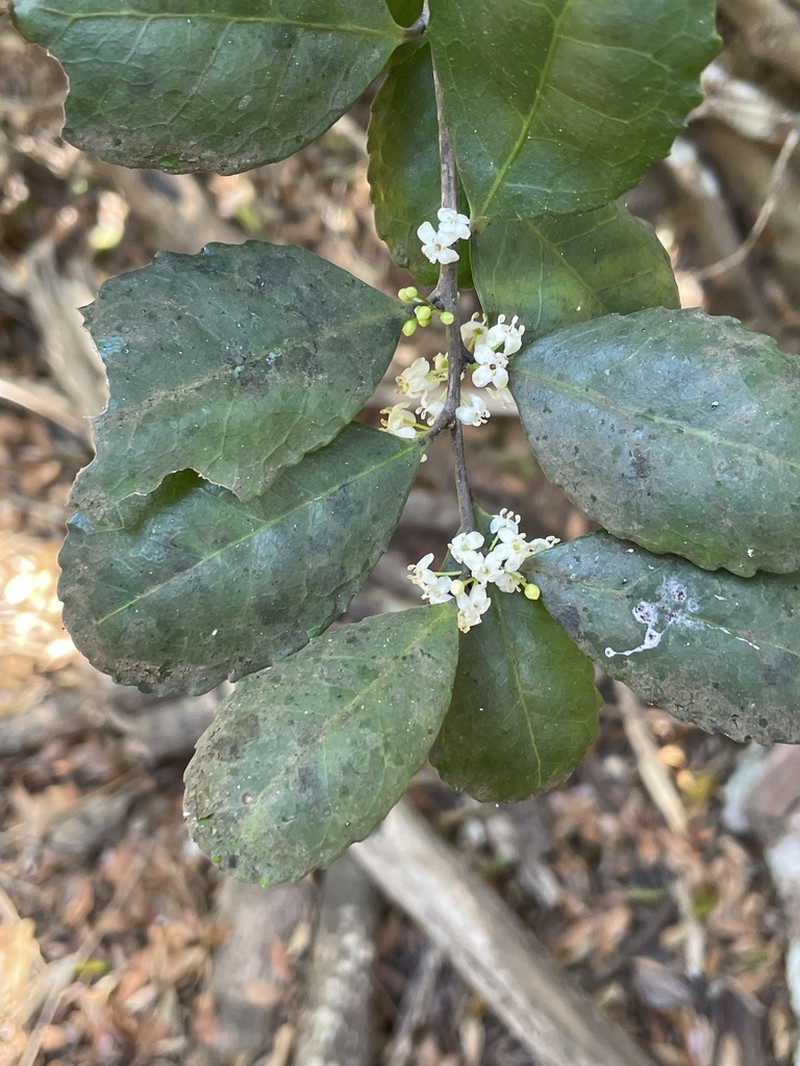 Ilex socorroensis photo 2