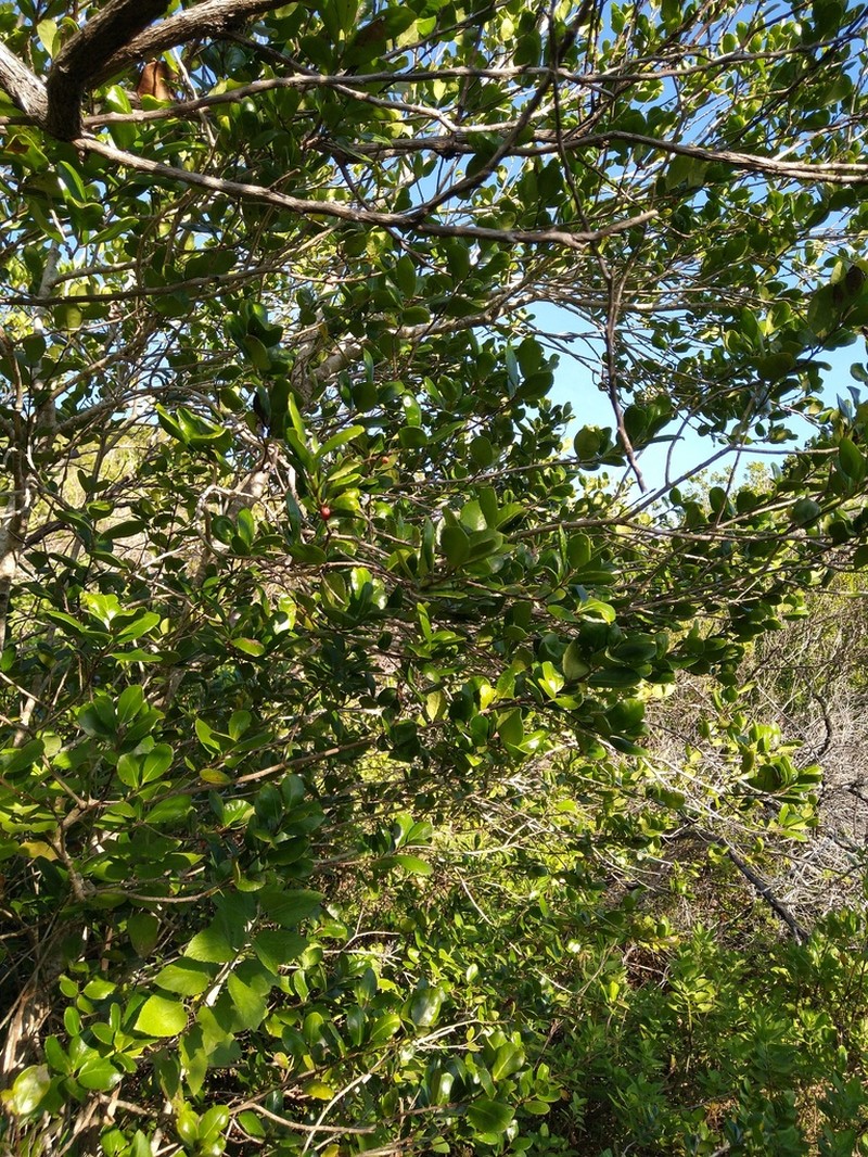 Ilex socorroensis photo 3