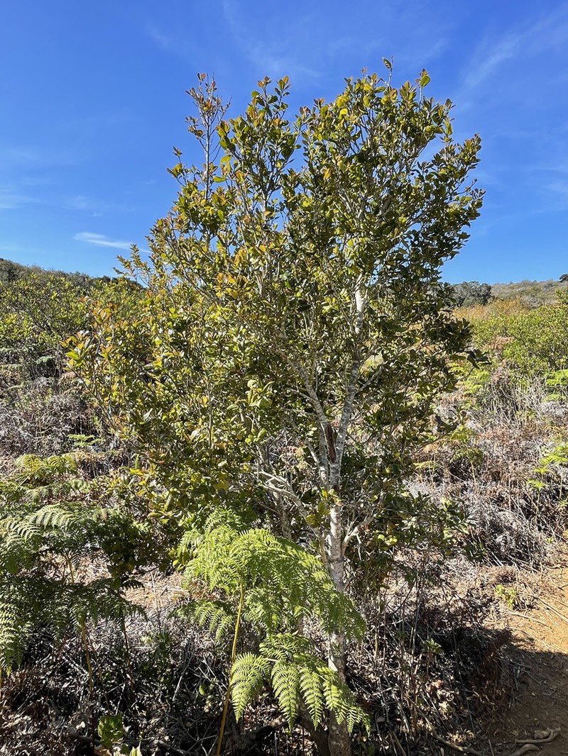 Ilex socorroensis photo 4