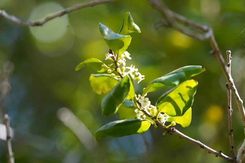 Ilex socorroensis photo 5
