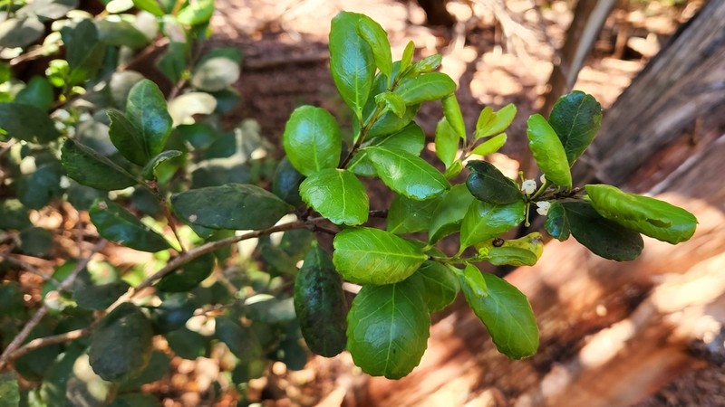 Ilex socorroensis photo 6