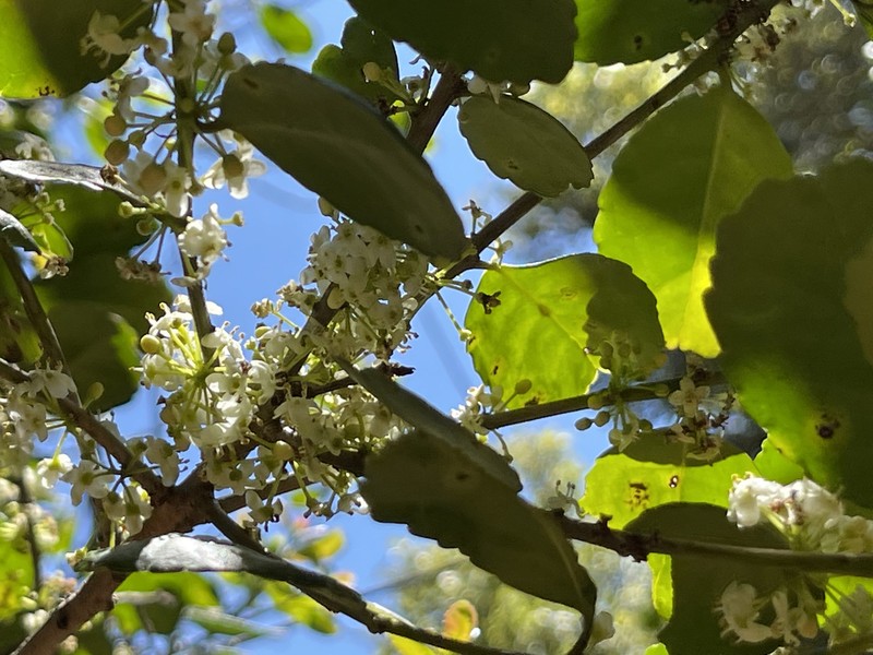 Ilex socorroensis photo 7