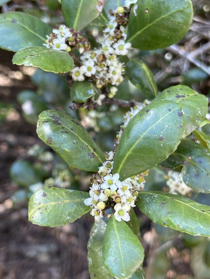 Ilex socorroensis photo 8