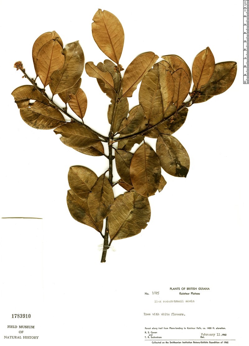 Ilex soderstromii photo 2