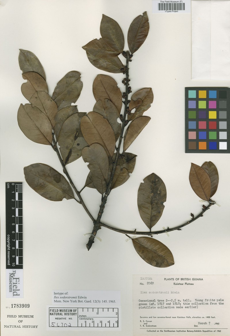 Ilex soderstromii photo 3