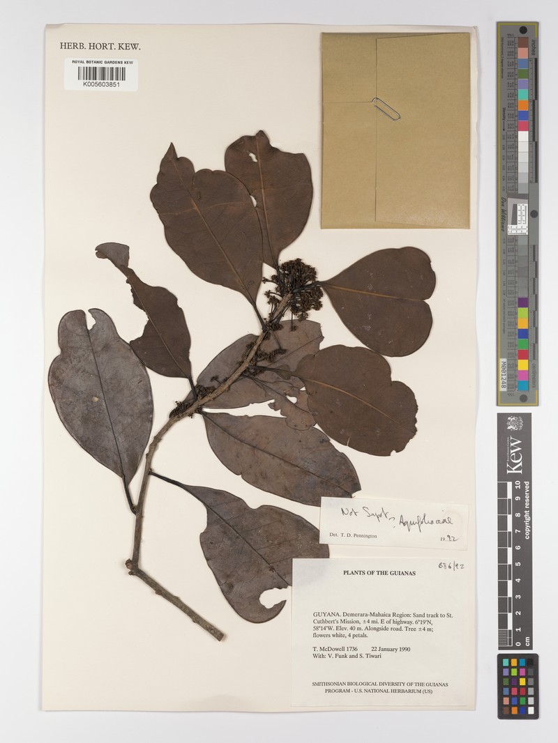 Ilex soderstromii photo 4