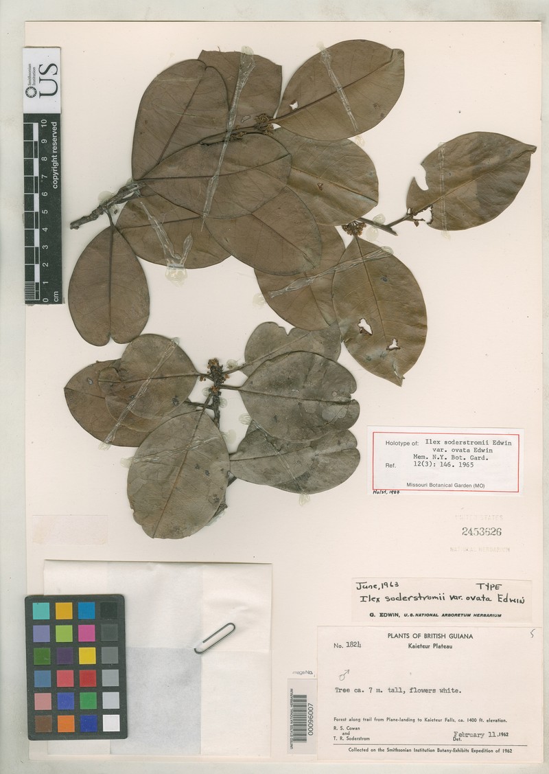 Ilex soderstromii var. ovata