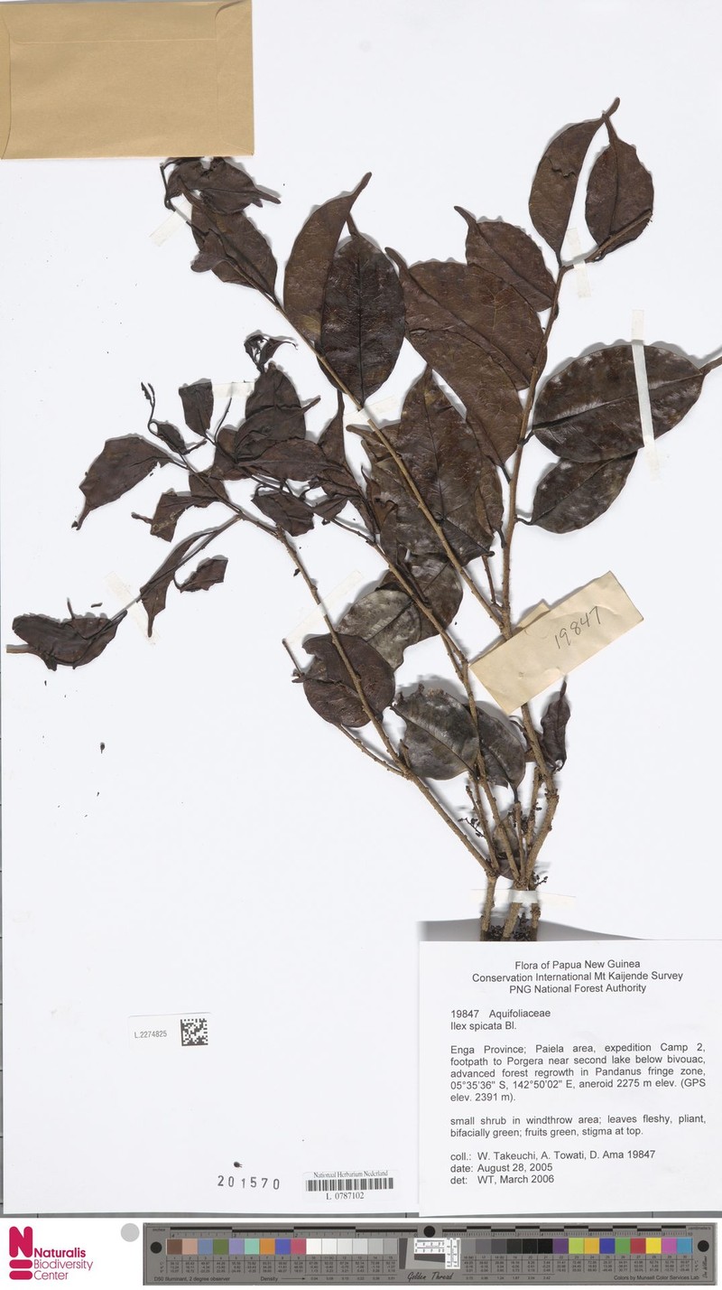 Ilex spicata