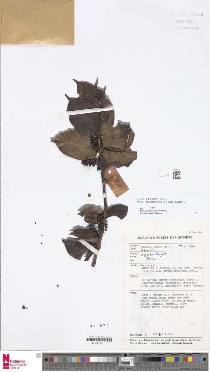 Ilex spicata photo 2