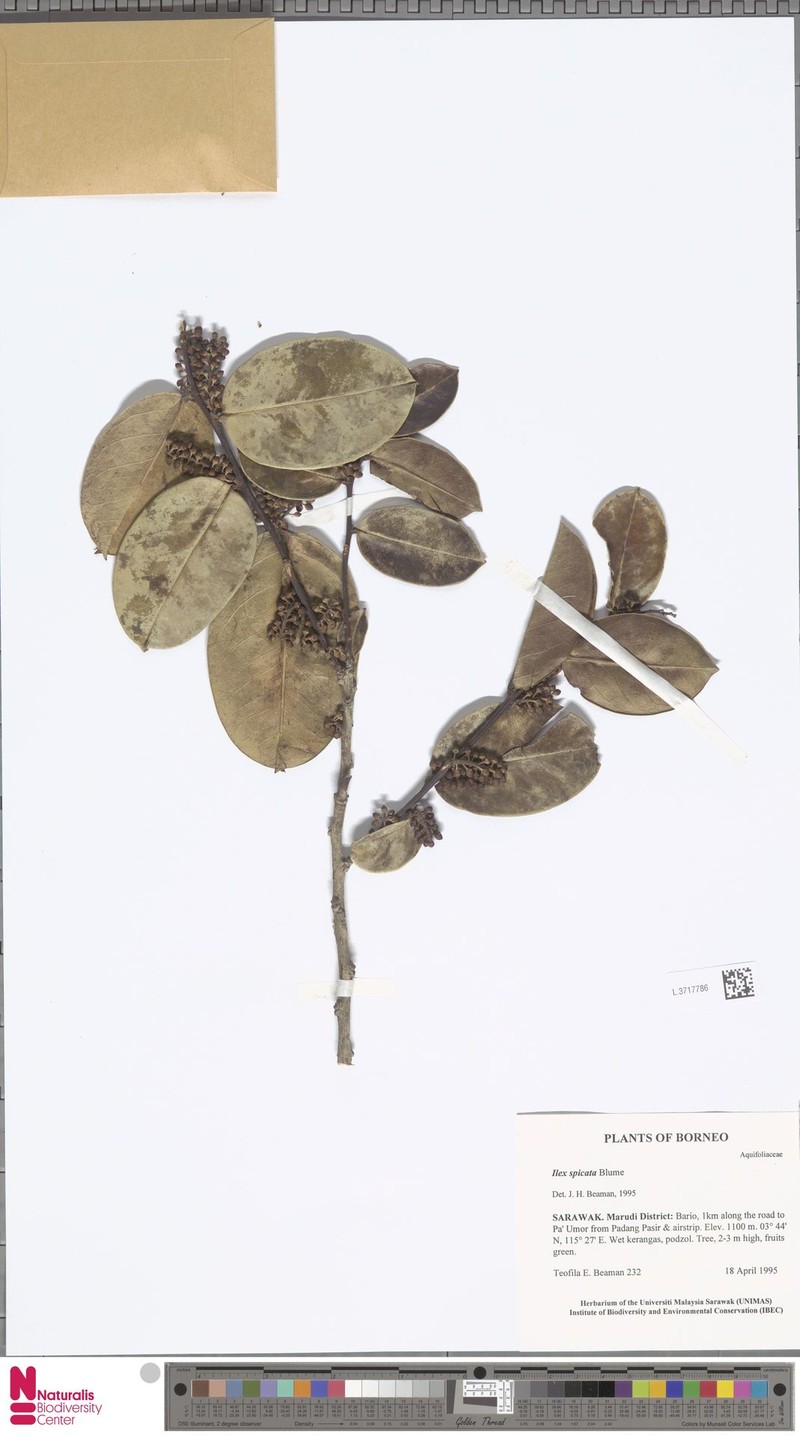 Ilex spicata photo 3