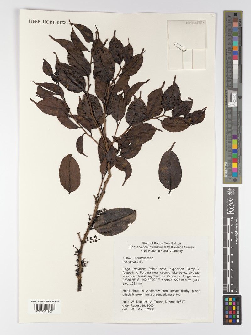 Ilex spicata photo 5