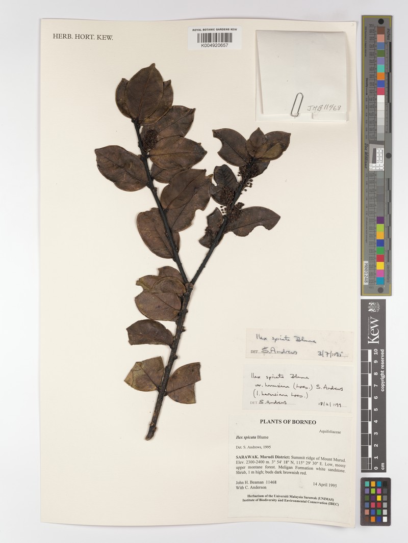 Ilex spicata photo 7