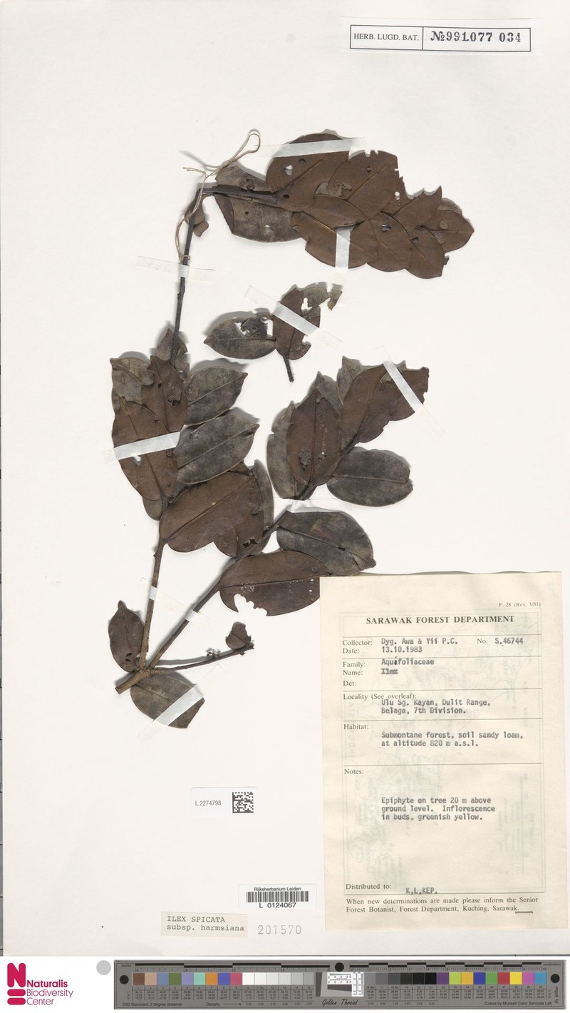 Ilex spicata var. harmsiana photo 5