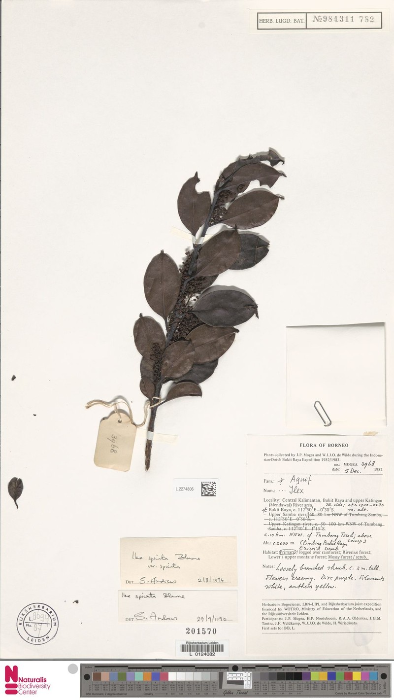Ilex spicata var. spicata photo 2