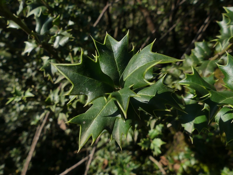 Ilex spinigera