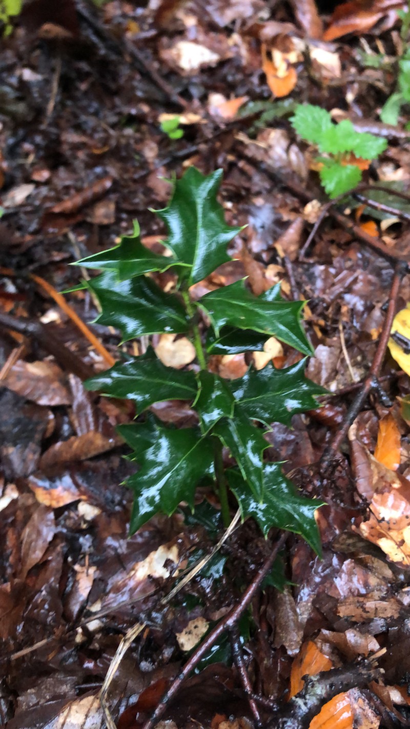 Ilex spinigera photo 2