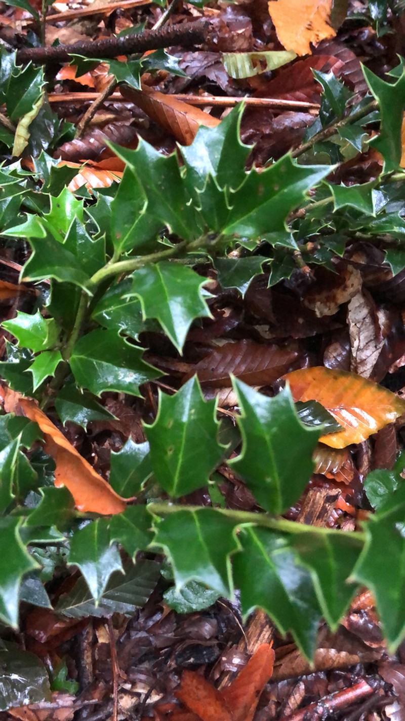 Ilex spinigera photo 3